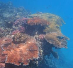 Regrowing corals at Hook Reef